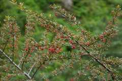 Pyracantha crenulata